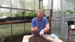 How to grow hollyhocks from seed