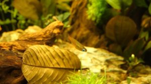 Oryzias woworae - Neon-Reisfisch