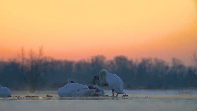 Лебеди смотреть онлайн