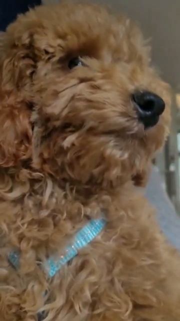 #toypoodle #poodle #dog #love #тойпудель #пудель #собака #любовь #germany #russia #belarus belarus