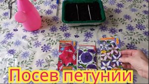 ПОСЕВ СЕМЯН ПЕТУНИЙ.Простой способ выращивания петуний.