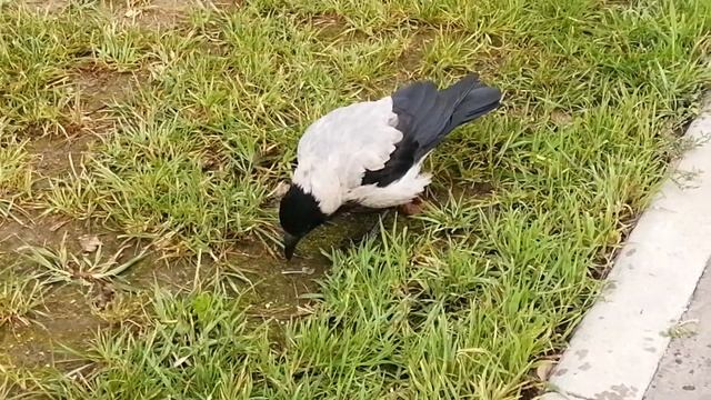 Сыр в мышеловке. Ворона босс боится пазла  Cheese in a mousetrap. Boss crow is cautious with puzzl