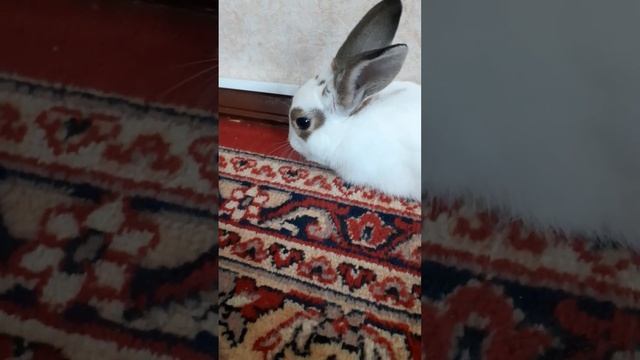 Я в гостях у моей подруги Юли и её кролика Лилу. смотреть онлайн