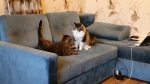 Коты Борцухи