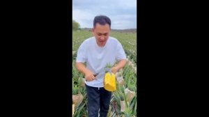 Ананас