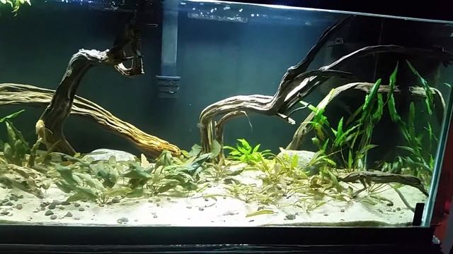 100 gallon planted cryptocoryne tank смотреть онлайн