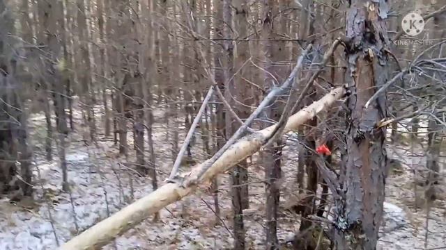 УСТАНОВИЛ ПЕТЛЮ НА РЯБЧИКА ОТЛИЧНО ПРОЕХОЛСЯ ПО ЛЕСУ смотреть онлайн