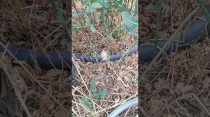 Паук Оса страшный обитатель моего участка