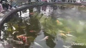 Краснодар. Парк Галицкого. Пруд с декоративными карпами-кои, 31.03.2024