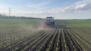 в работе пропашной культиватор Кобальт Cobalt свекла