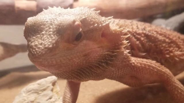 Bearded Dragon eats Tomato!