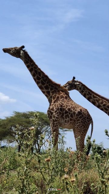 wildlife Direct смотреть онлайн