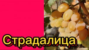 ДЕРЕВЕНСКИЙ ДНЕВНИК. "Снова здóрово"