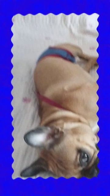 мама сшила мне трусы из берёзовой коры штоби попа не чесалась не кусали комары смотреть онлайн