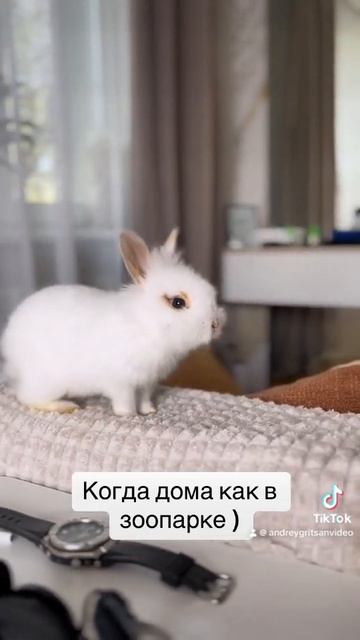 Когда дома как зоопарке ) Карликовые декоративные кролики дружат с попугаями )