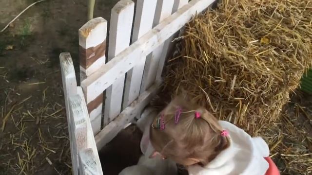 София и кролики смотреть онлайн