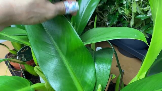 NOWA DOSTAWA!🪴😍👌Konkurs!🎁💕oraz Super Promocja!🎀💚🤩 смотреть онлайн