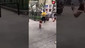 Ходячая собака! Супер! :)