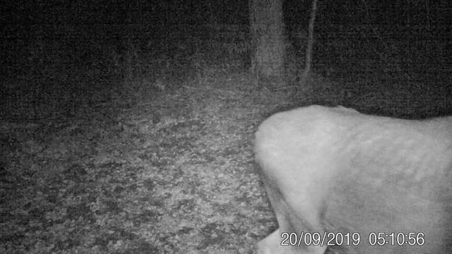 Лось, 20.09.19, утро смотреть онлайн