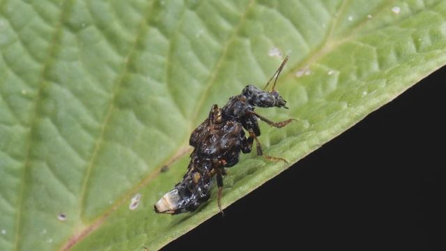 Leistotrophus versicolor, Staphylinidae смотреть онлайн