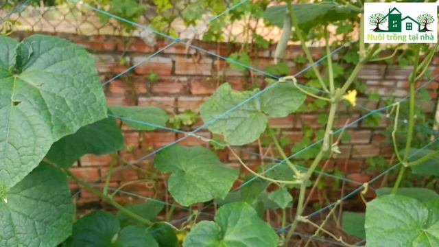 Những lưu ý khi trồng cây dưa chuột  AnhTuBetta   NTTN50