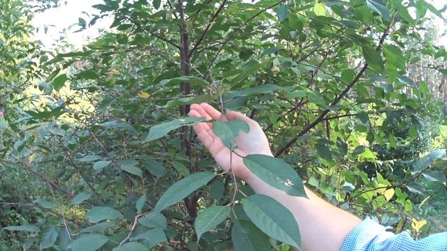 Второй урожай с вишни. смотреть онлайн