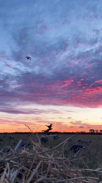 Snow Goose Hunting on a Wallpaper Morning смотреть онлайн