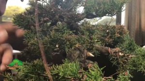 Pruning and wiring by Masahiko Kimura Part 4 (final part) ОЗ