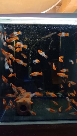 Санта клаус