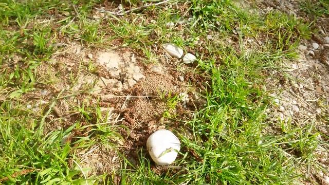 Лёт муравьев messor structor 10 апреля 2016 смотреть онлайн