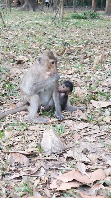 #Monkey baby love newborn #Monkey #Обезьянка любит новорожденного смотреть онлайн