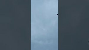 двухчубые узбекские голуби/two-legged Uzbek pigeons