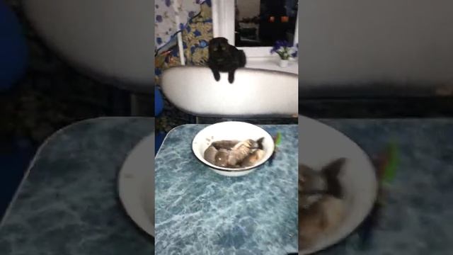 Живая рыба смотреть онлайн