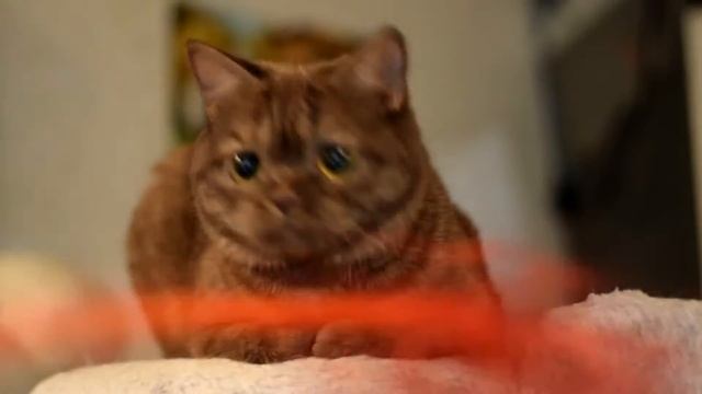 Иларита (Myshelove Ilarita) смотреть онлайн