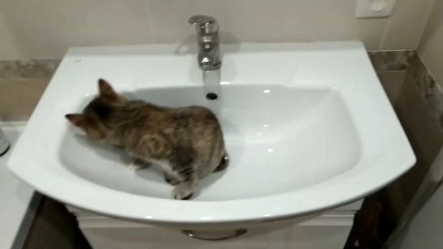 Киса Маруся балуется) смотреть онлайн