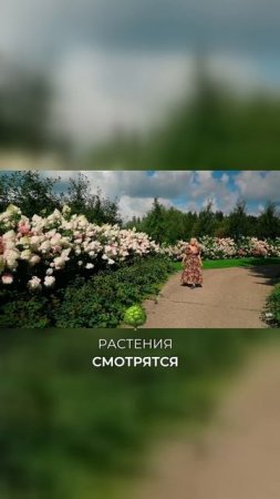 Как сочетать гортензии с другими растениями в саду