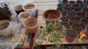 Хойя мясистая размножение, Хойя гулини купайтириш