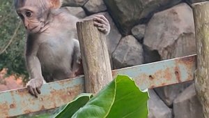 Anak monyet berkumpul dan bermain bersama keluarga #tuAbangChannel