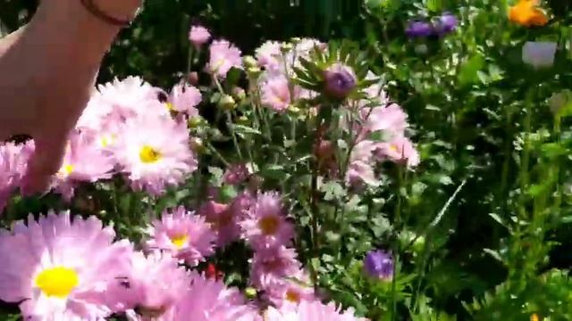 ВОЗВРАЩЕНИЕ В ПОМИДОРНЫЙ РАЙ// ОБАЛДЕННЫЙ УРОЖАЙ 🍅 смотреть онлайн