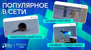 "Ямал-Медиа" продолжает обозревать главные тренды в интернете