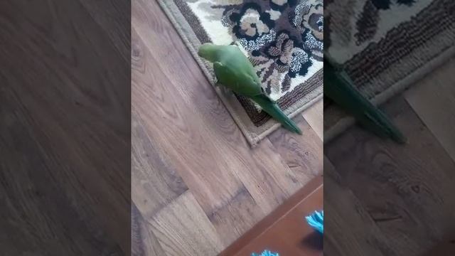 Ожереловые попугаи выкормыши 89192320085