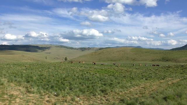 Relaxare Autentica: Pasune - Turma de Vaci de la Stana, Sunete Linistitoare din Natura смотреть онлайн