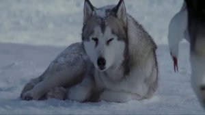 КЛИП К ФИЛЬМУ БЕЛЫЙ ПЛЕН (480p)