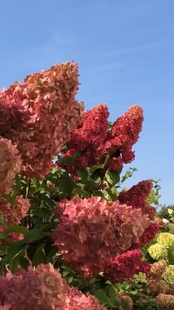 #garden #гортензия #hydrangea #садгортензий #hortensia #flower #hydrangeaflower #paniculata #сад