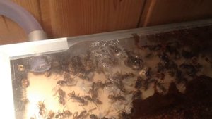 Camponotus fulvopilosus