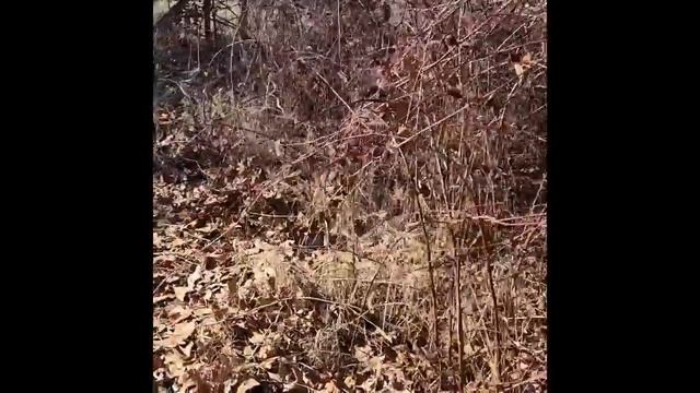 Pruning Blackberry Cuttings for Propagation смотреть онлайн