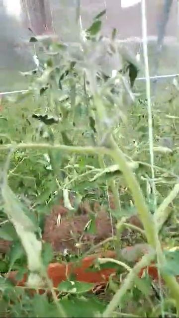 Абаканский розовый смотреть онлайн