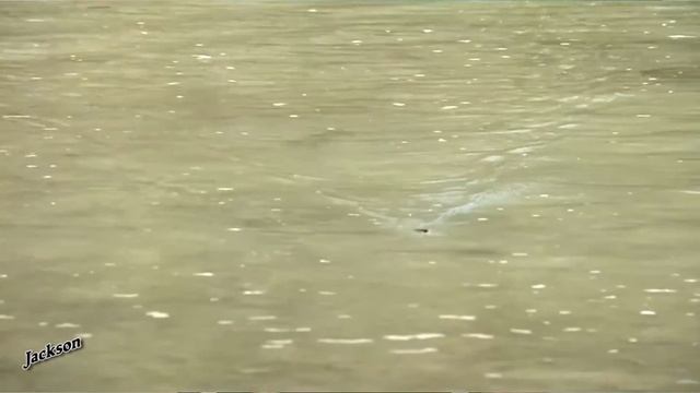 Jackson Lures Ebi Panic Lure Clinic update смотреть онлайн