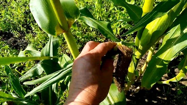 Собираю Первую🌽🌽🌽 КУКУРУЗУ!!! 👍👍👍.  Сорт 🌽🌽🌽 Кукурузы ЛАКОМКА!!!  🙂     20 августа 2023г💖.