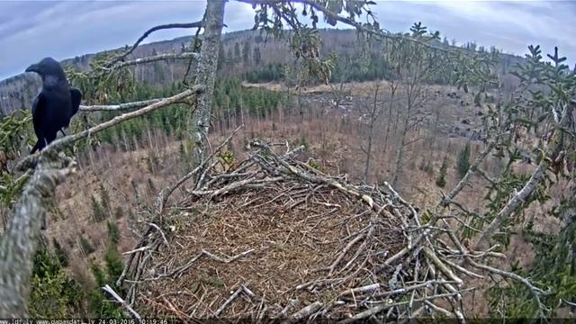 Белохвостый орлан 2016 03 24 11 19 смотреть онлайн